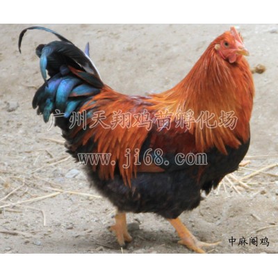 【厂家热销】天翔麻鸡苗中速麻鸡红玉鸡苗清远麻二号红羽公鸡广麻图5