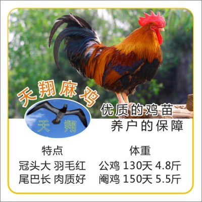 【厂家热销】天翔麻鸡苗中速麻鸡红玉鸡苗清远麻二号红羽公鸡广麻图2