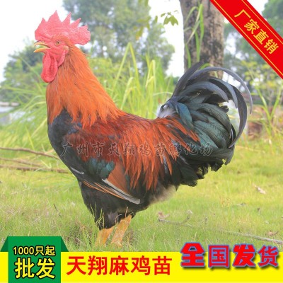 【厂家热销】天翔麻鸡苗中速麻鸡红玉鸡苗清远麻二号红羽公鸡广麻图3