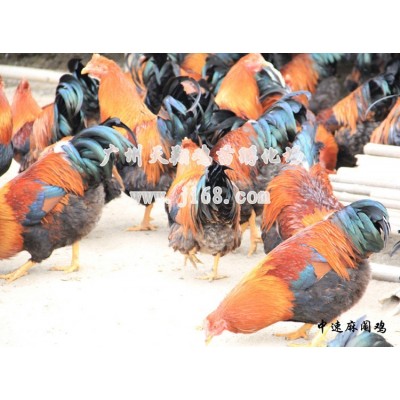 【厂家热销】天翔麻鸡苗中速麻鸡红玉鸡苗清远麻二号红羽公鸡广麻图4