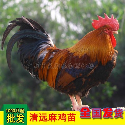 正宗清远麻小麻鸡苗柴鸡苗草原红草鸡苗散养公鸡土鸡苗批发广东麻图3
