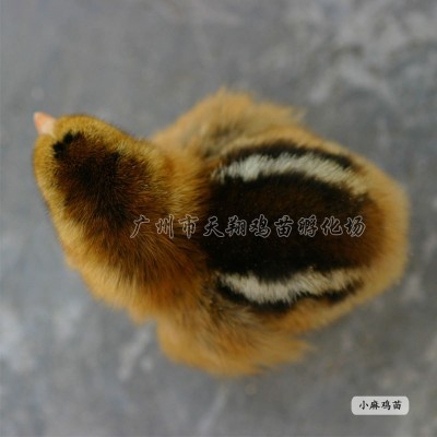 正宗清远麻小麻鸡苗柴鸡苗草原红草鸡苗散养公鸡土鸡苗批发广东麻图5