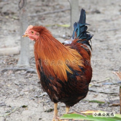 正宗清远麻小麻鸡苗柴鸡苗草原红草鸡苗散养公鸡土鸡苗批发广东麻图4