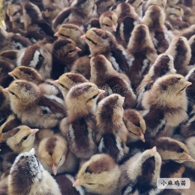 正宗清远麻小麻鸡苗柴鸡苗草原红草鸡苗散养公鸡土鸡苗批发广东麻图2