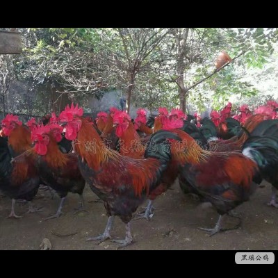 红瑶鸡苗黑瑶鸡苗小种青脚麻鸡青脚土鸡苗广西土鸡红公鸡小鸡活体图3