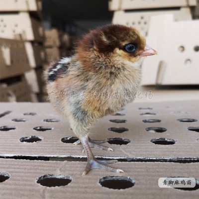 红瑶鸡苗黑瑶鸡苗小种青脚麻鸡青脚土鸡苗广西土鸡红公鸡小鸡活体图2