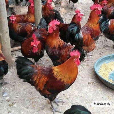 红瑶鸡苗黑瑶鸡苗小种青脚麻鸡青脚土鸡苗广西土鸡红公鸡小鸡活体图5