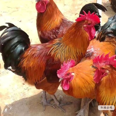 红瑶鸡苗黑瑶鸡苗小种青脚麻鸡青脚土鸡苗广西土鸡红公鸡小鸡活体图4