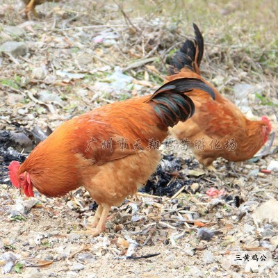 三黄鸡土二.土三公鸡广西鸡苗土1.5鸡苗优公黄花公鸡信鸡动物种图3