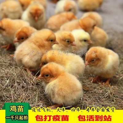 三黄鸡土二.土三公鸡广西鸡苗土1.5鸡苗优公黄花公鸡信鸡动物种图2