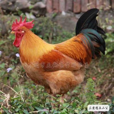 三黄鸡土二.土三公鸡广西鸡苗土1.5鸡苗优公黄花公鸡信鸡动物种图5