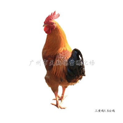 三黄鸡土二.土三公鸡广西鸡苗土1.5鸡苗优公黄花公鸡信鸡动物种图4