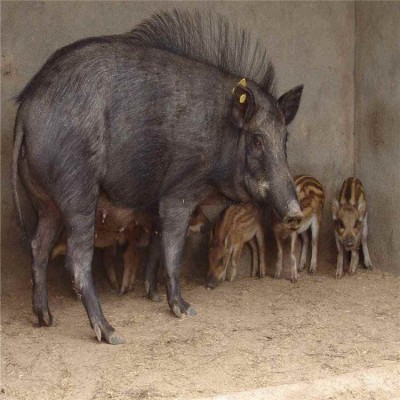 山东野猪养殖 生态养殖成年商品野猪价格 小野猪苗批发 野猪幼崽图2