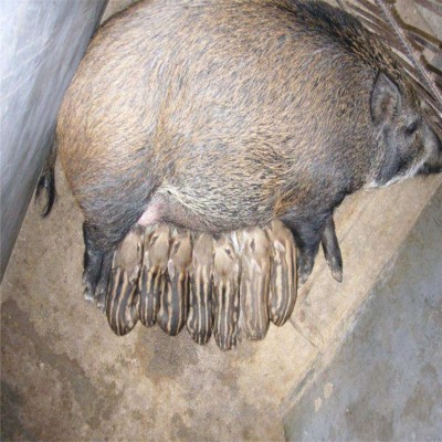 山东野猪养殖 生态养殖成年商品野猪价格 小野猪苗批发 野猪幼崽图3