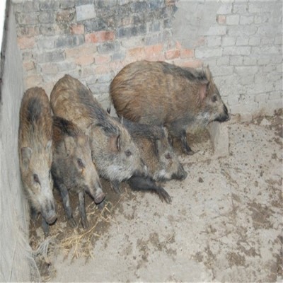 山东野猪养殖 生态养殖成年商品野猪价格 小野猪苗批发 野猪幼崽图5