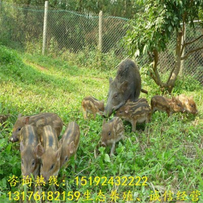 今日特种野猪苗价格 山东野猪养殖场供应小野猪幼崽 野猪种苗图3