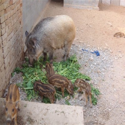 今日特种野猪苗价格 山东野猪养殖场供应小野猪幼崽 野猪种苗图2