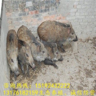 今日特种野猪苗价格 山东野猪养殖场供应小野猪幼崽 野猪种苗图5