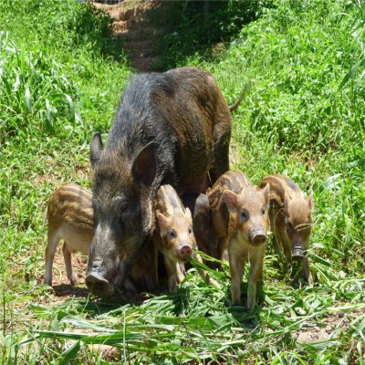 今日野猪崽价格行情走势 野猪种苗价格多少钱一只耐粗饲 适应性强图3