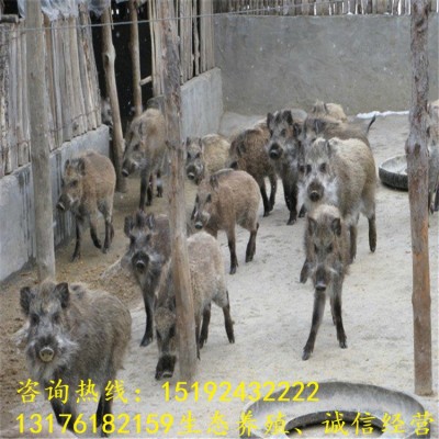 今日野猪崽价格行情走势 野猪种苗价格多少钱一只耐粗饲 适应性强图5