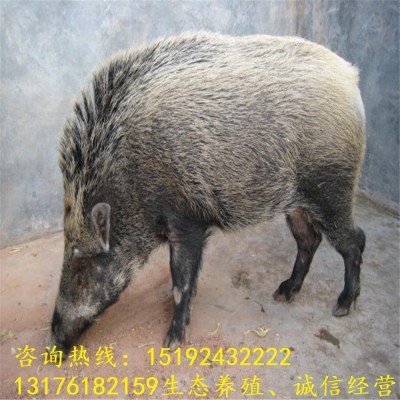 野猪苗价格及饲养方法 农村养殖特种野猪销路广阔 小野猪种苗批发图4