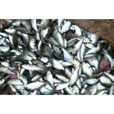 草鱼鲫鱼裸鲤黄腊丁各种鱼苗批发18723113728图2