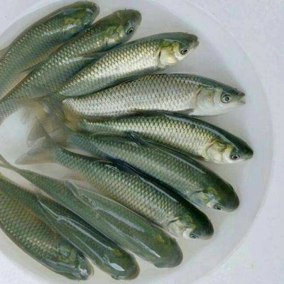 草鱼鲫鱼裸鲤黄腊丁各种鱼苗批发18723113728图4