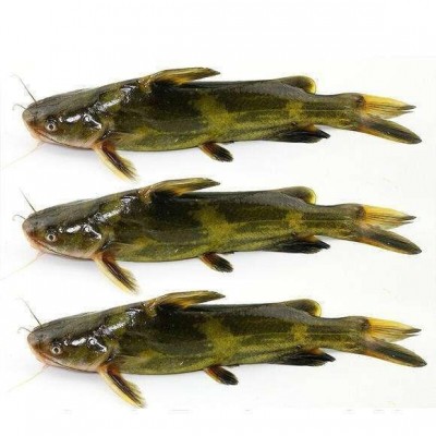 黄腊丁上市，江黄，杂交黄，大小均有，18983752312图3