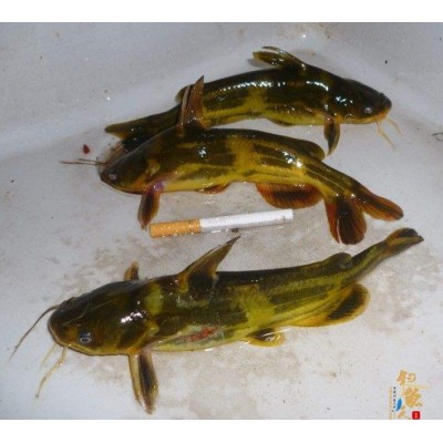 黄腊丁上市，江黄，杂交黄，大小均有，18983752312图2