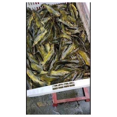 黄腊丁上市，江黄，杂交黄，大小均有，18983752312图4