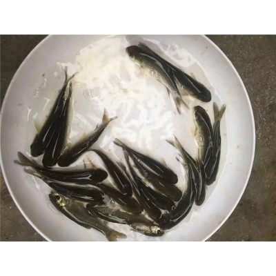 黄腊丁上市，江黄，杂交黄，大小均有，18983752312图5