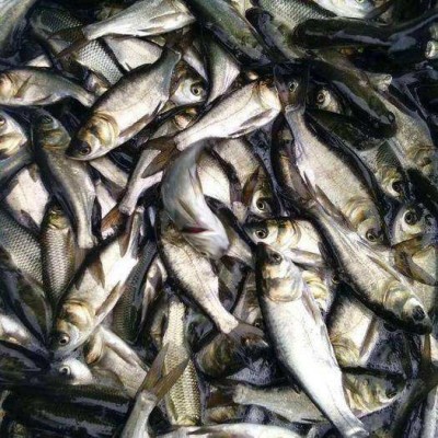草鱼鲫鱼花白鲢黄腊丁等各种鱼苗批发18723113728图3