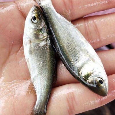 草鱼鲫鱼花白鲢黄腊丁等各种鱼苗批发18723113728图2