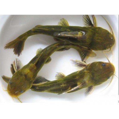 草鱼鲫鱼花白鲢黄腊丁等各种鱼苗批发18723113728图4