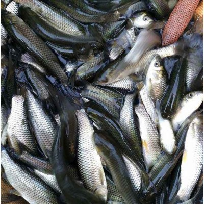 各种鱼苗批发鲫鱼草鱼黄腊丁18983752312图4