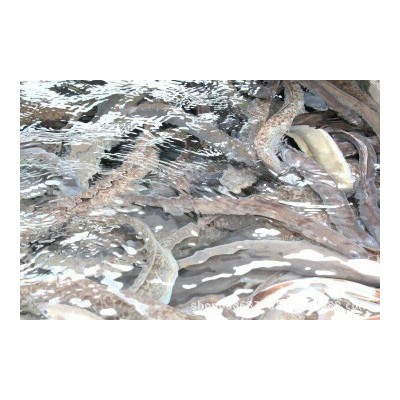 花鳗鱼苗鲈鳗苗鳗鱼苗日本鳗鱼苗图5