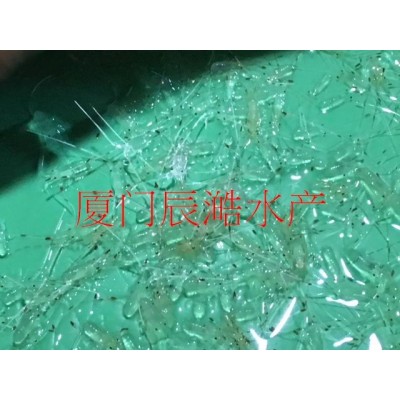 花龙苗 青龙虾苗 青龙 龙虾苗 小青龙 海水龙虾苗 虾苗图4