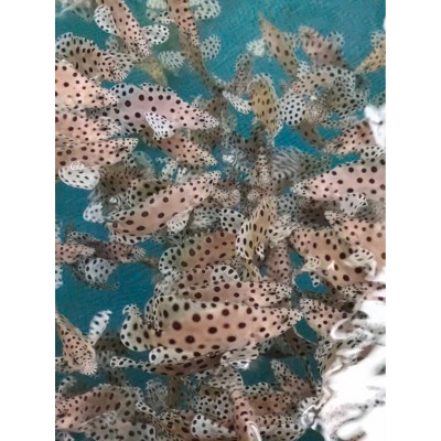 鱼苗老鼠斑鱼苗石斑鱼苗图3