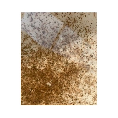 台湾罗氏沼虾苗大头虾苗罗氏虾苗沼虾苗沼虾种苗长臂虾苗虾苗淡水图4