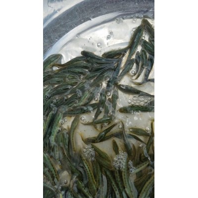 大量供应批发生鱼苗（黑鱼苗）图3