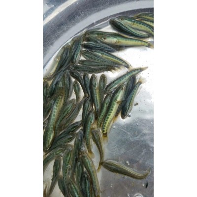 大量供应批发生鱼苗（黑鱼苗）图4