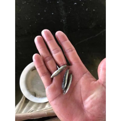 大量供应批发生鱼苗（黑鱼苗）图5