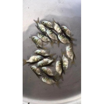 大量供应批发缩骨大头鱼苗图4