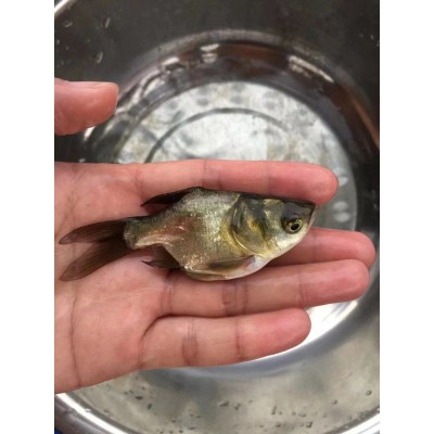 大量供应批发缩骨大头鱼苗图5