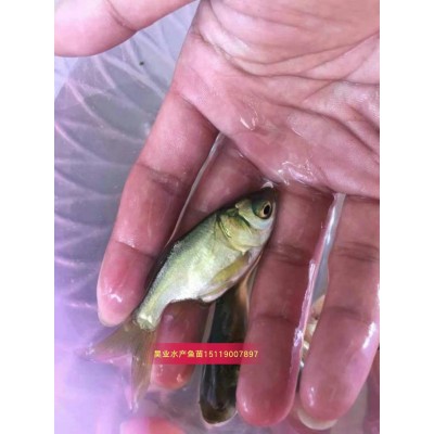 大量供应批发缩骨大头鱼苗图3