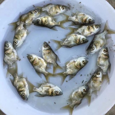 大量供应批发缩骨大头鱼苗图2