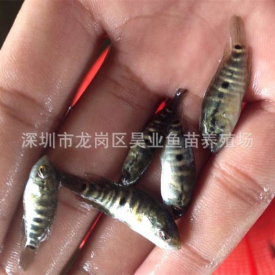 大量供应批发淡水养殖 石斑鱼苗价格实惠 成活高图5
