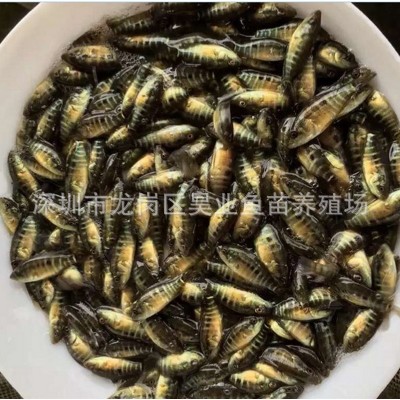 大量供应批发淡水养殖 石斑鱼苗价格实惠 成活高图4