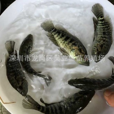 大量供应批发淡水养殖 石斑鱼苗价格实惠 成活高图3