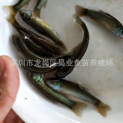 大量批发供应优质丁桂鱼苗 水产养殖 成活高价格实惠图2